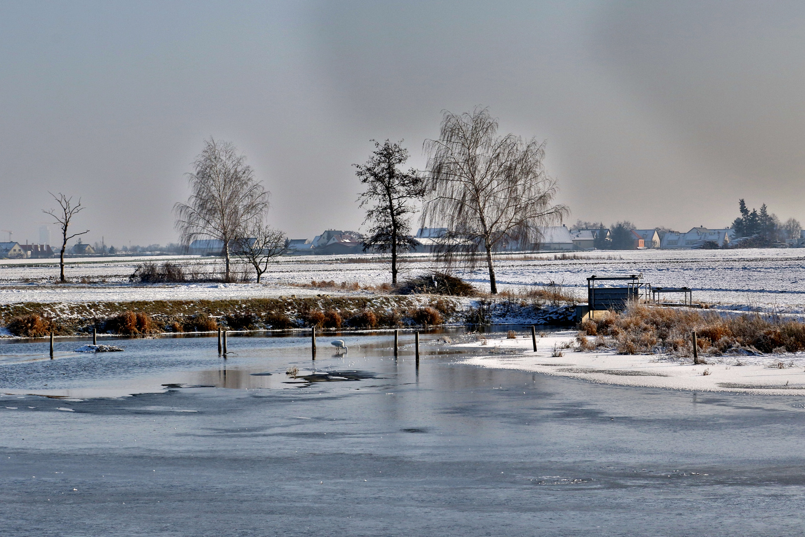 Silberreiher's Winterbild bei Sack