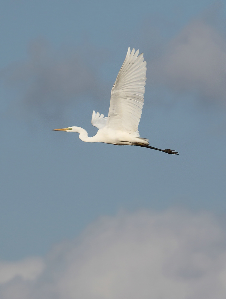 Silberreiher's Wolken - Flug