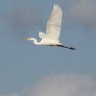 Silberreiher's Wolken - Flug