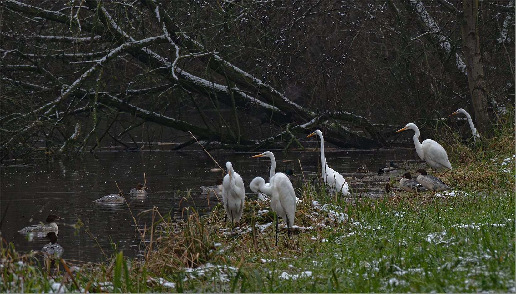 Silberrreiher und Gänsesäger   . . .