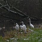 Silberrreiher und Gänsesäger   . . .