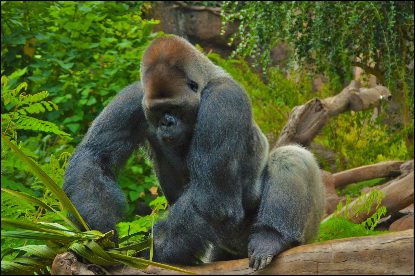 SILBERRÜCKEN 2 ( Gorilla ) Foto &amp; Bild affen, zoo, tiere Bilder auf