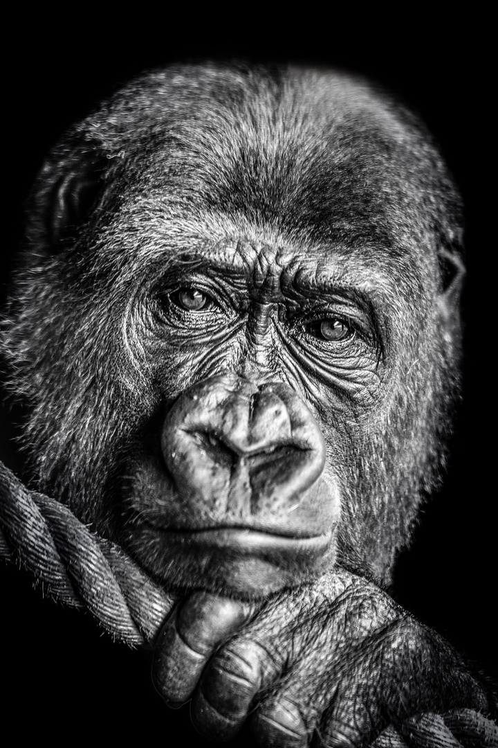 Silberrücken Foto &amp; Bild tiere, zoo, wildpark &amp; falknerei, säugetiere