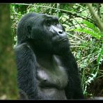 Silberrücken, Bwindi NP, Uganda