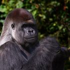 Silberrücken Gorilla