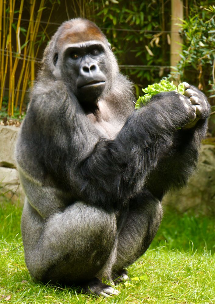 Silberrücken (Gorilla)