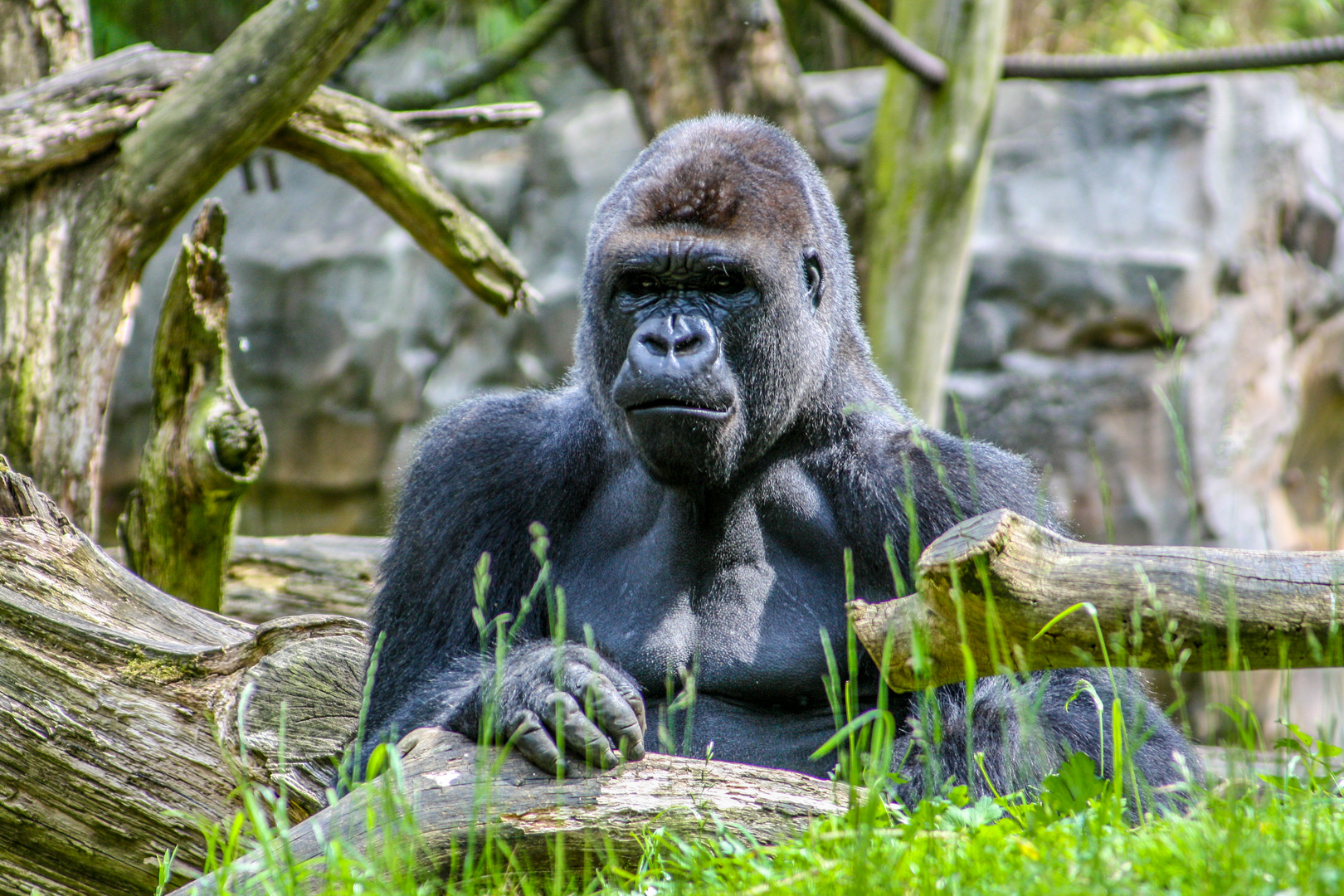 Silberrücken Gorilla