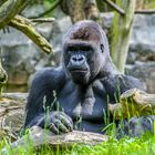 Silberrücken Gorilla