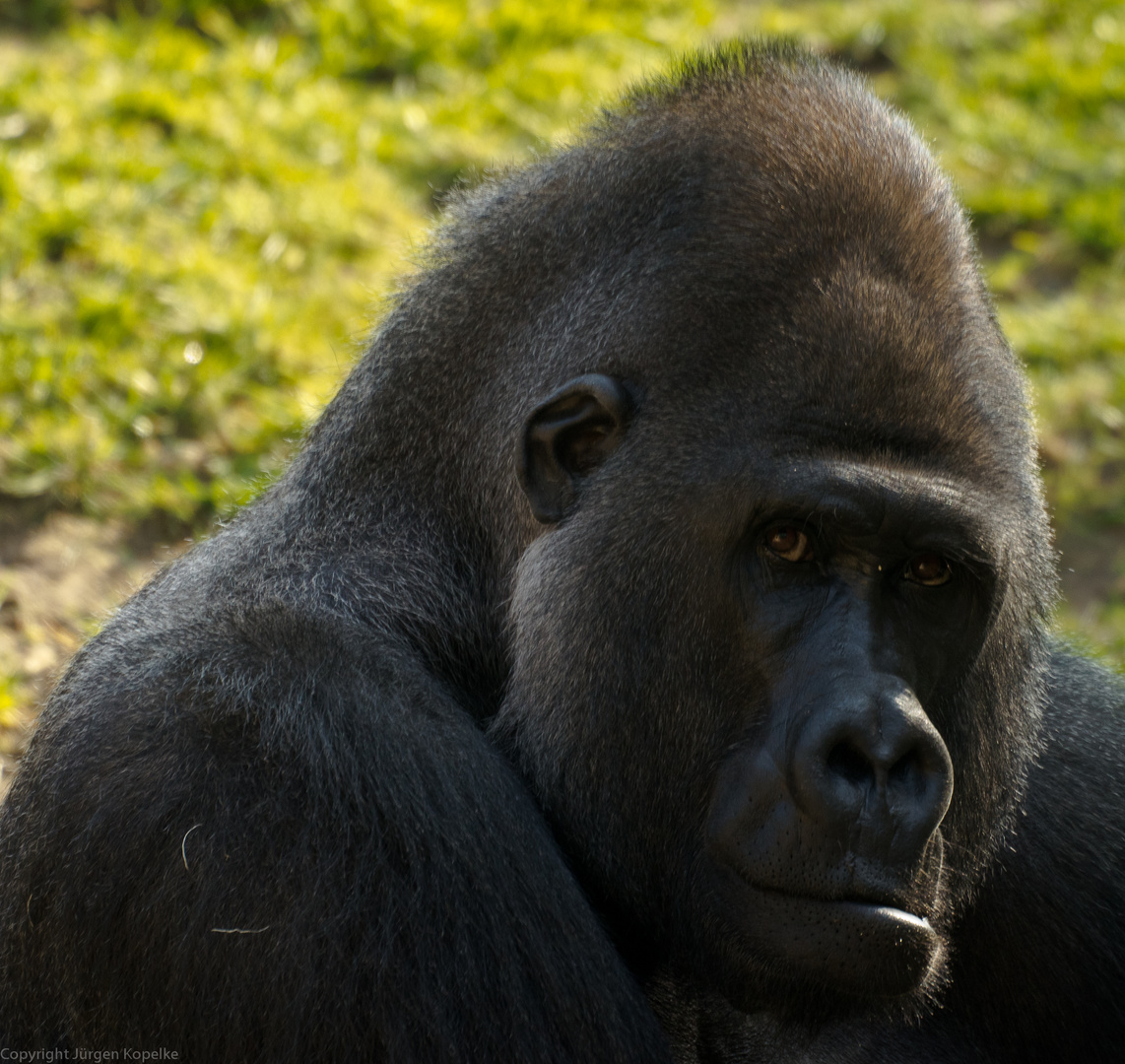 Silberrücken im Zoo Hannover