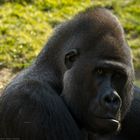 Silberrücken im Zoo Hannover