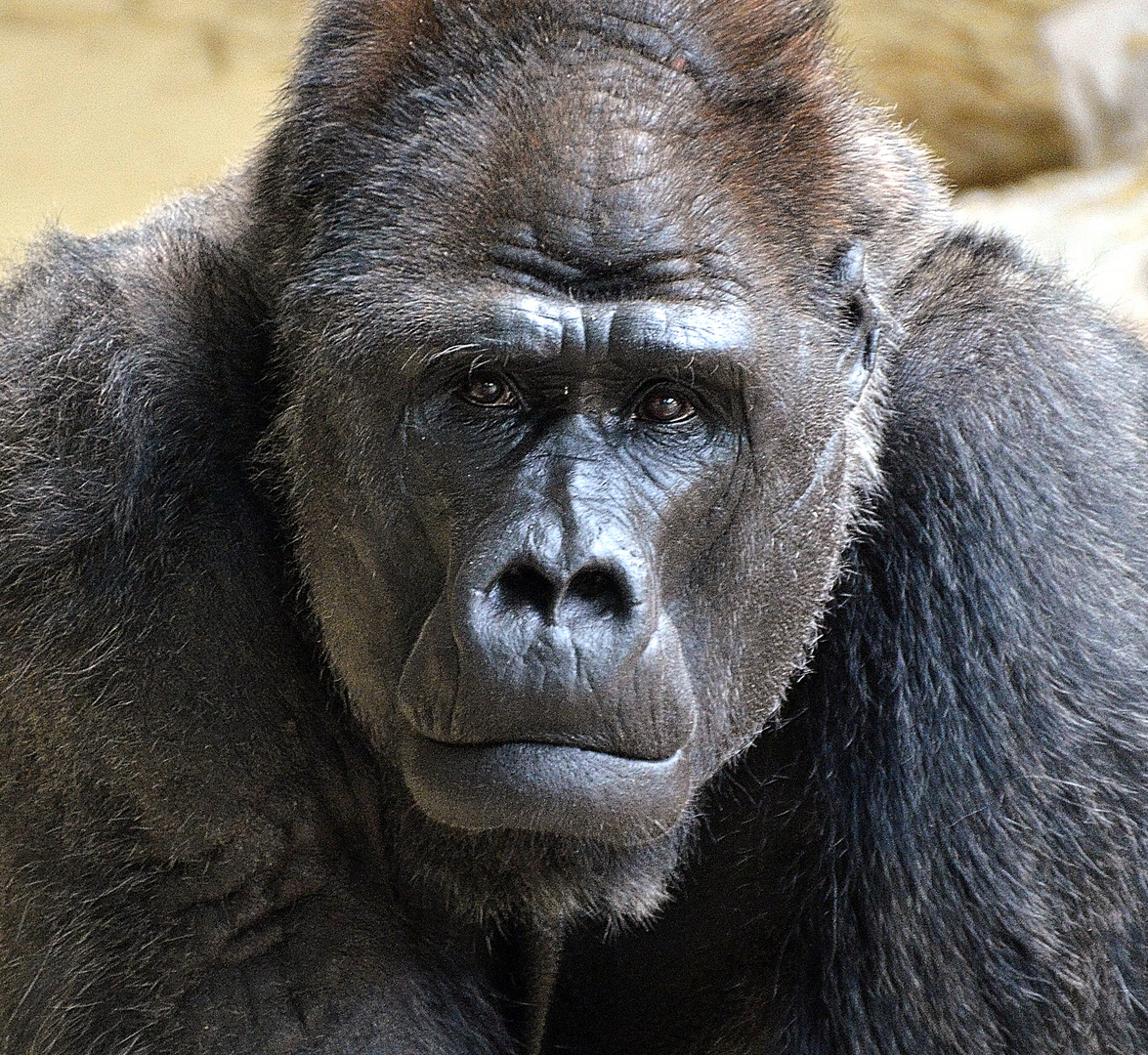 Silberrücken "Massa" im Krefelder Zoo