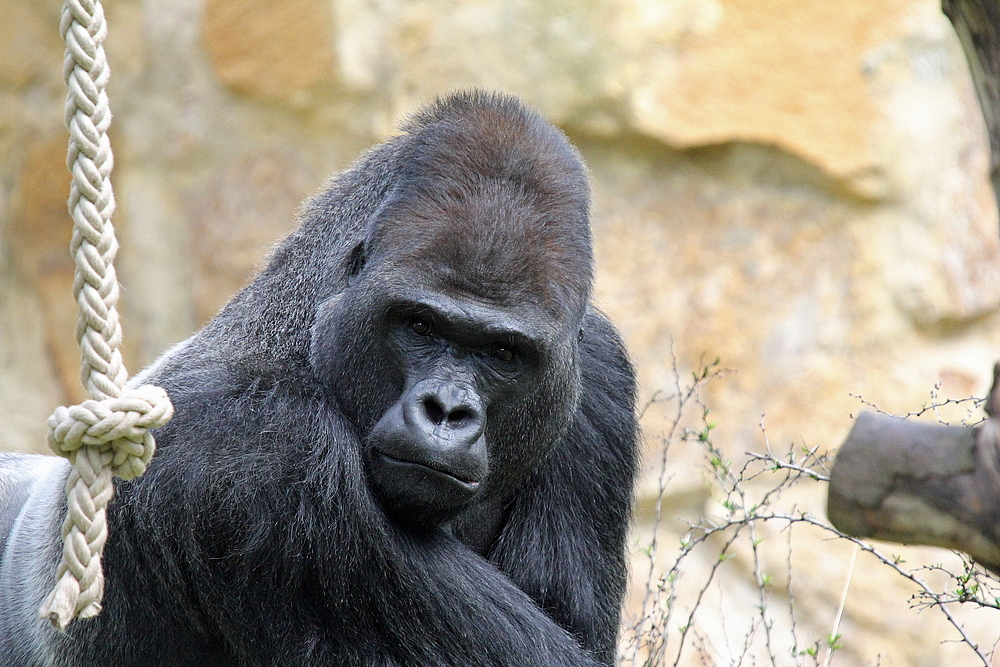 Silberrücken Zoo Berlin