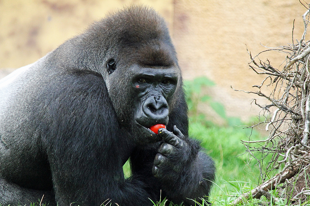 Silberrücken Zoo Münster