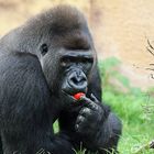 Silberrücken Zoo Münster