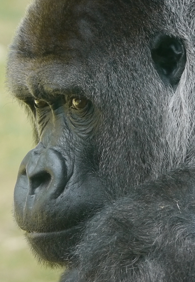 Silberrücker im Burgers Zoo Arnheim