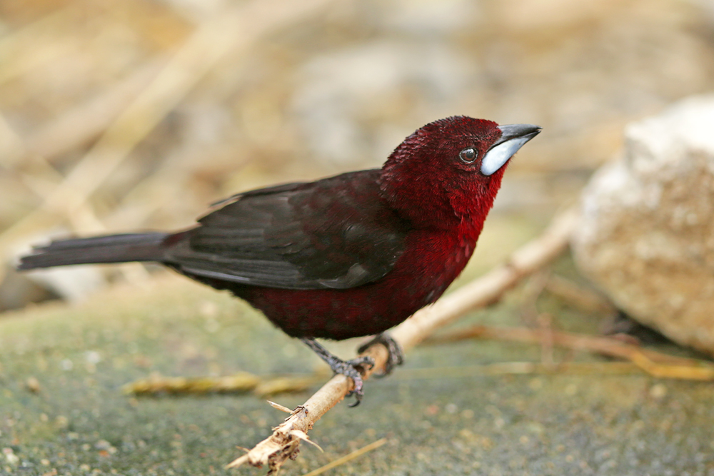 Silberschnabel-Tangare (Ramphocelus carbo)