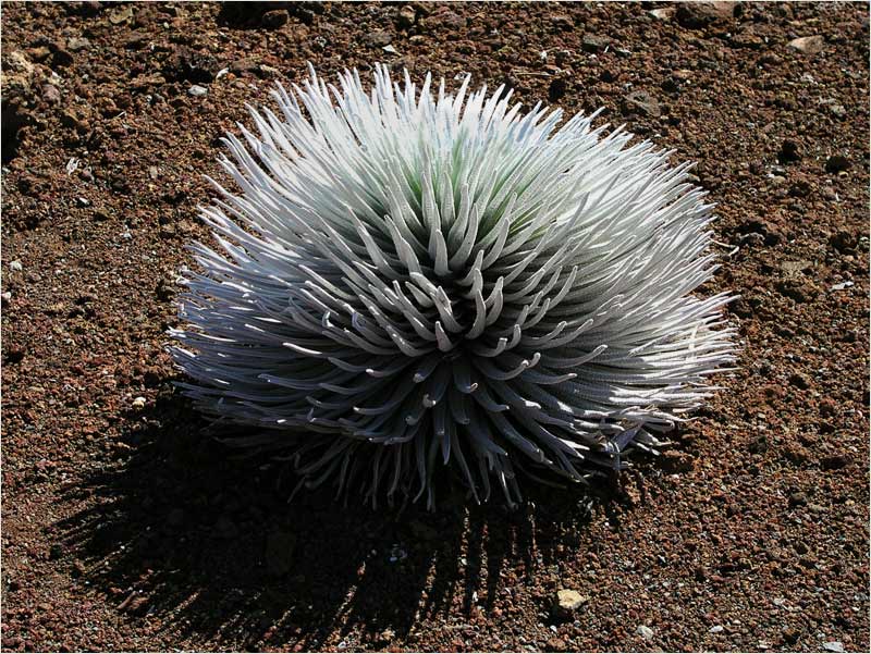 *Silberschwert* (am Haleakala-Krater)