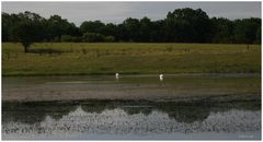 Silbersee im NSG Kindel