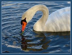 Silberseeschwan.