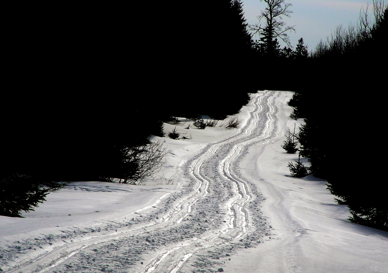 Silberspur ... im schwarzen Wald