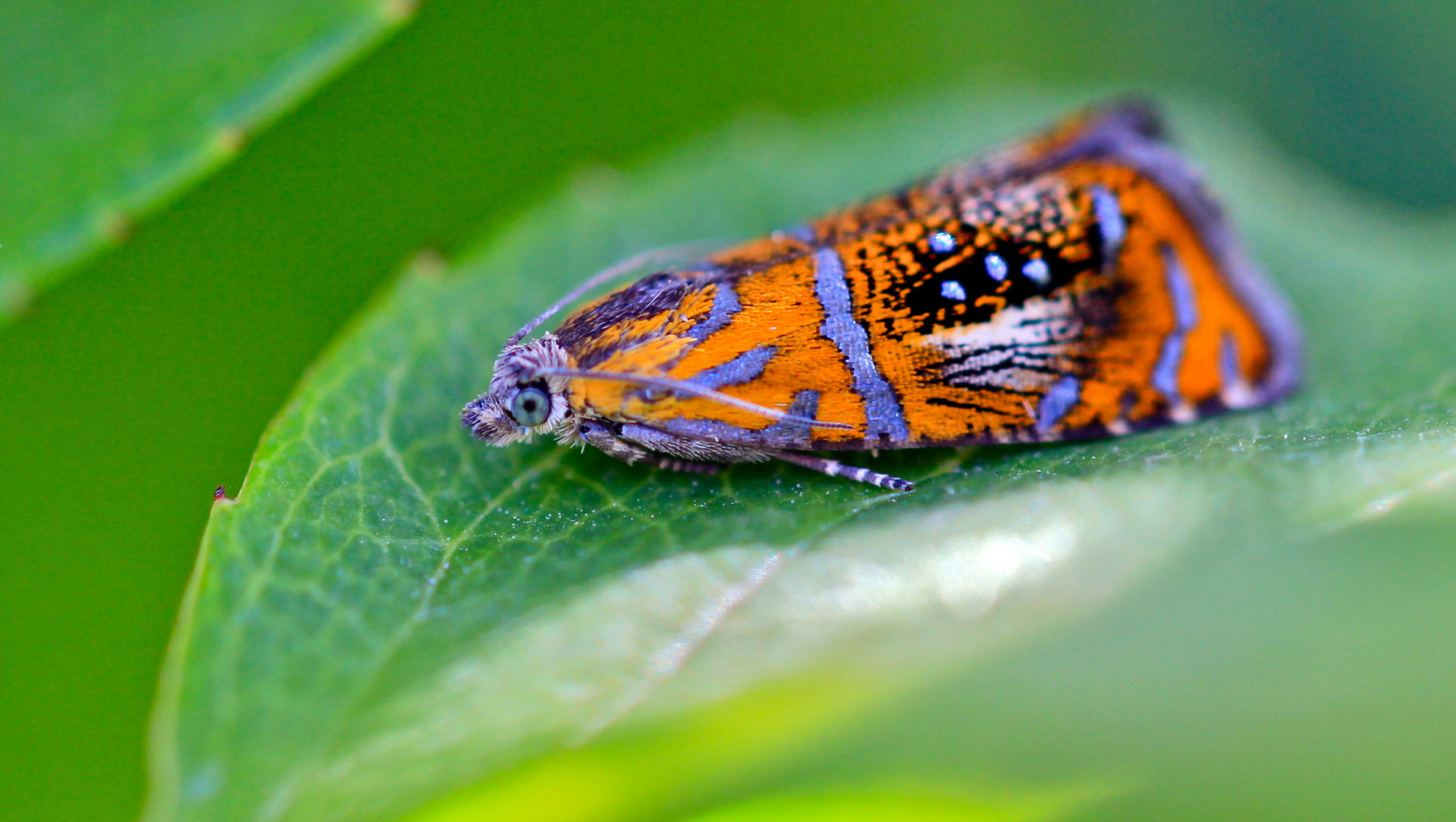 Silberstreifenwickler (Olethreutes arcuella)....