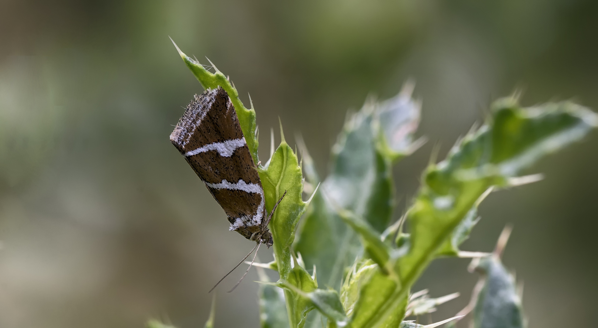 Silberstricheulchen