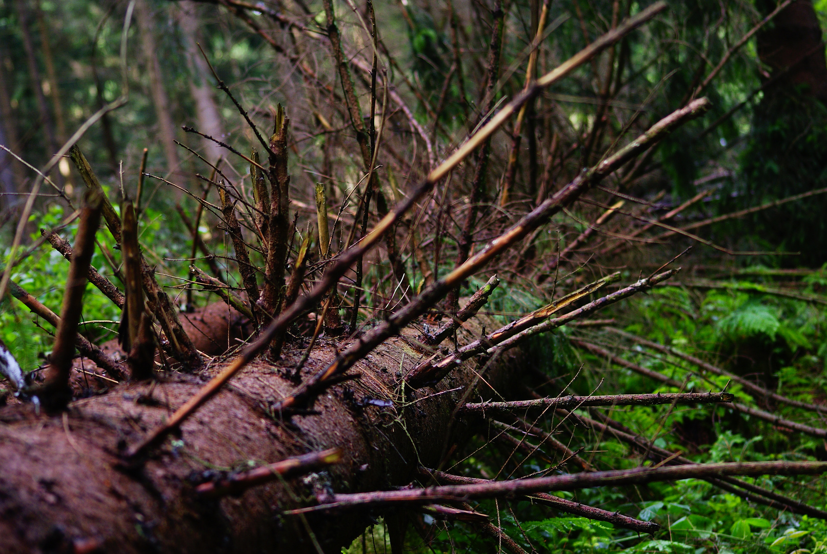 Silbertal- Baum mit vielen Ästen