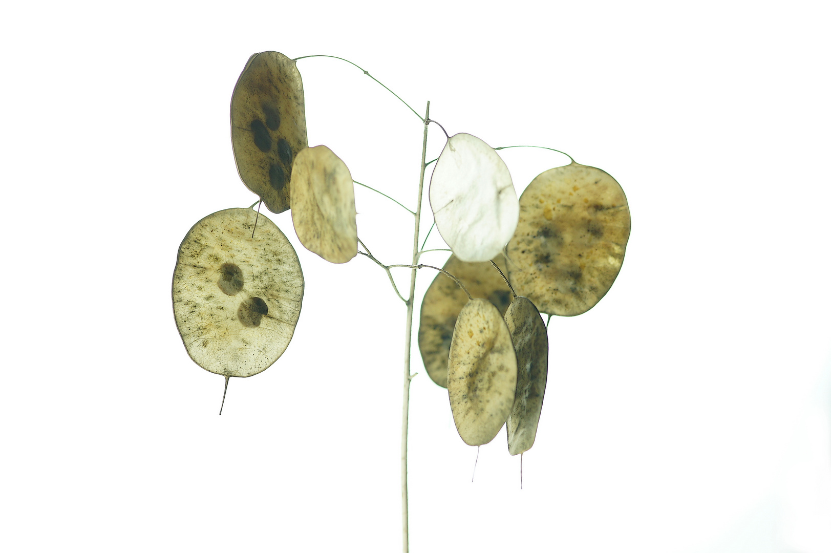 Silbertaler (Lunaria)