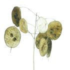 Silbertaler (Lunaria)