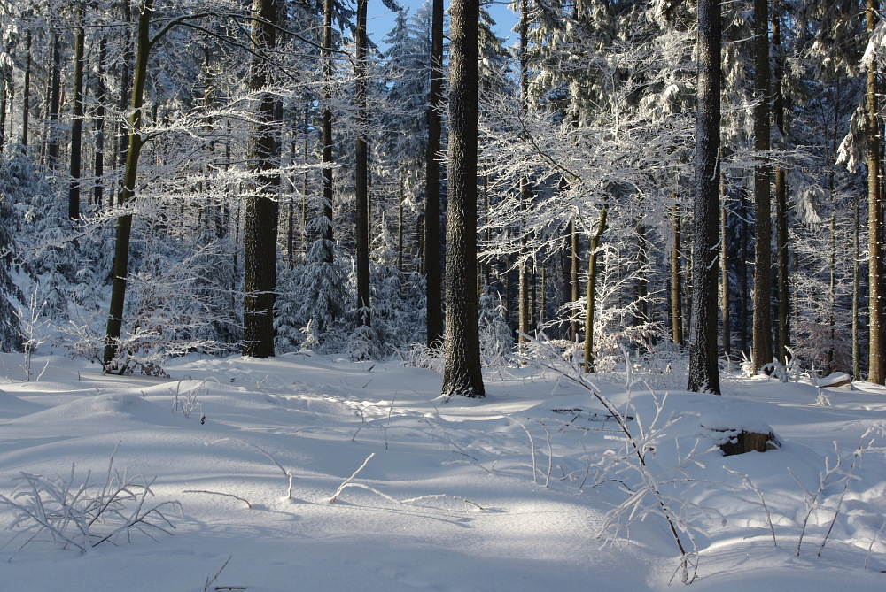 Silberwald