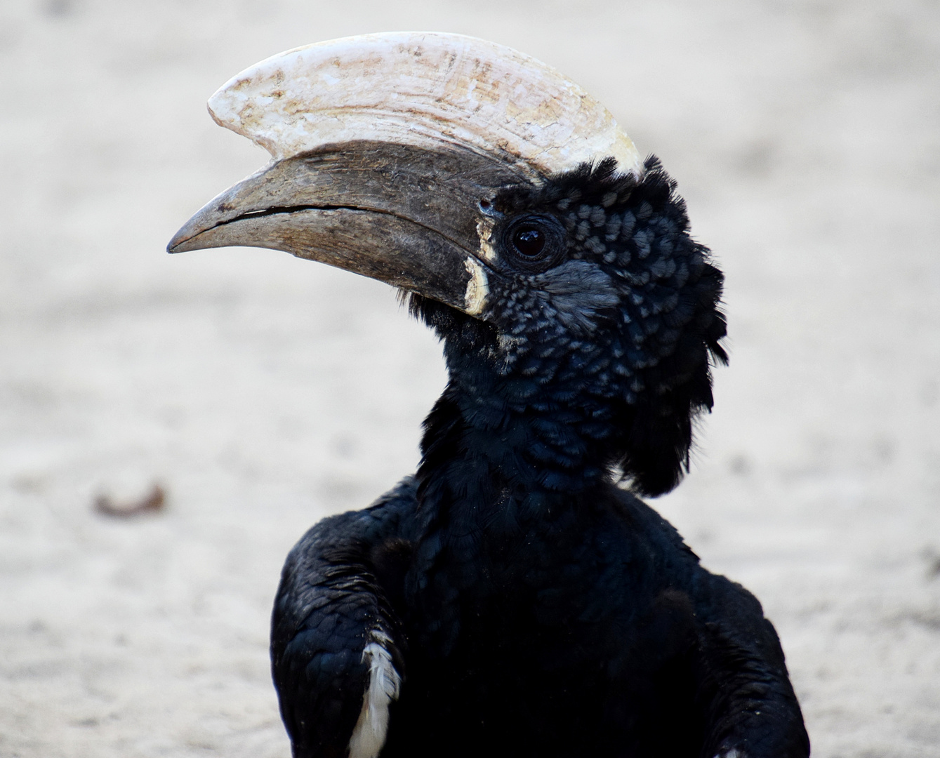 Silberwangen Hornvogel 