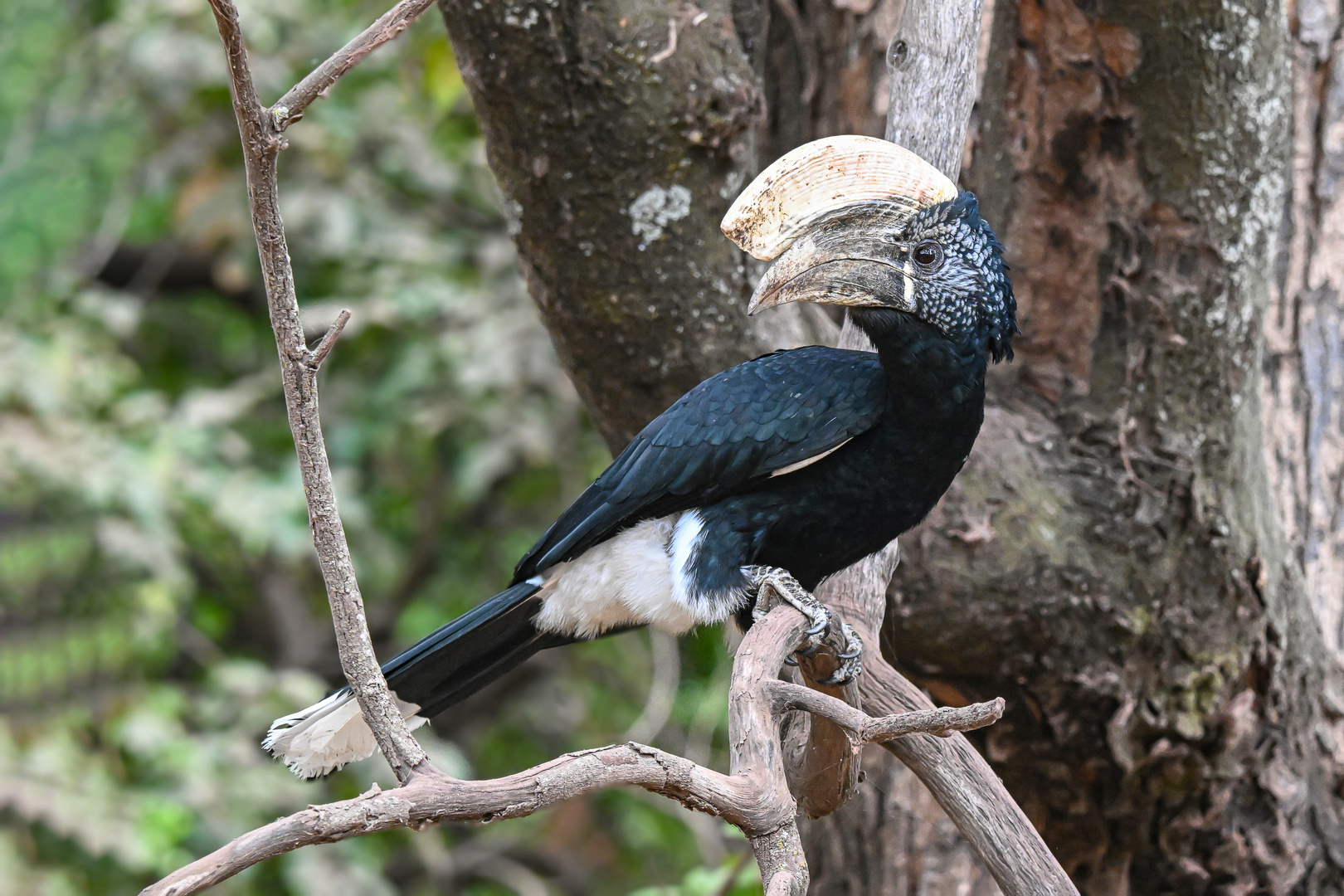 Silberwangen-Hornvogel