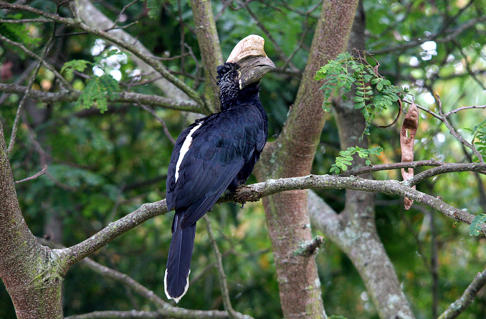 Silberwangen-Hornvogel