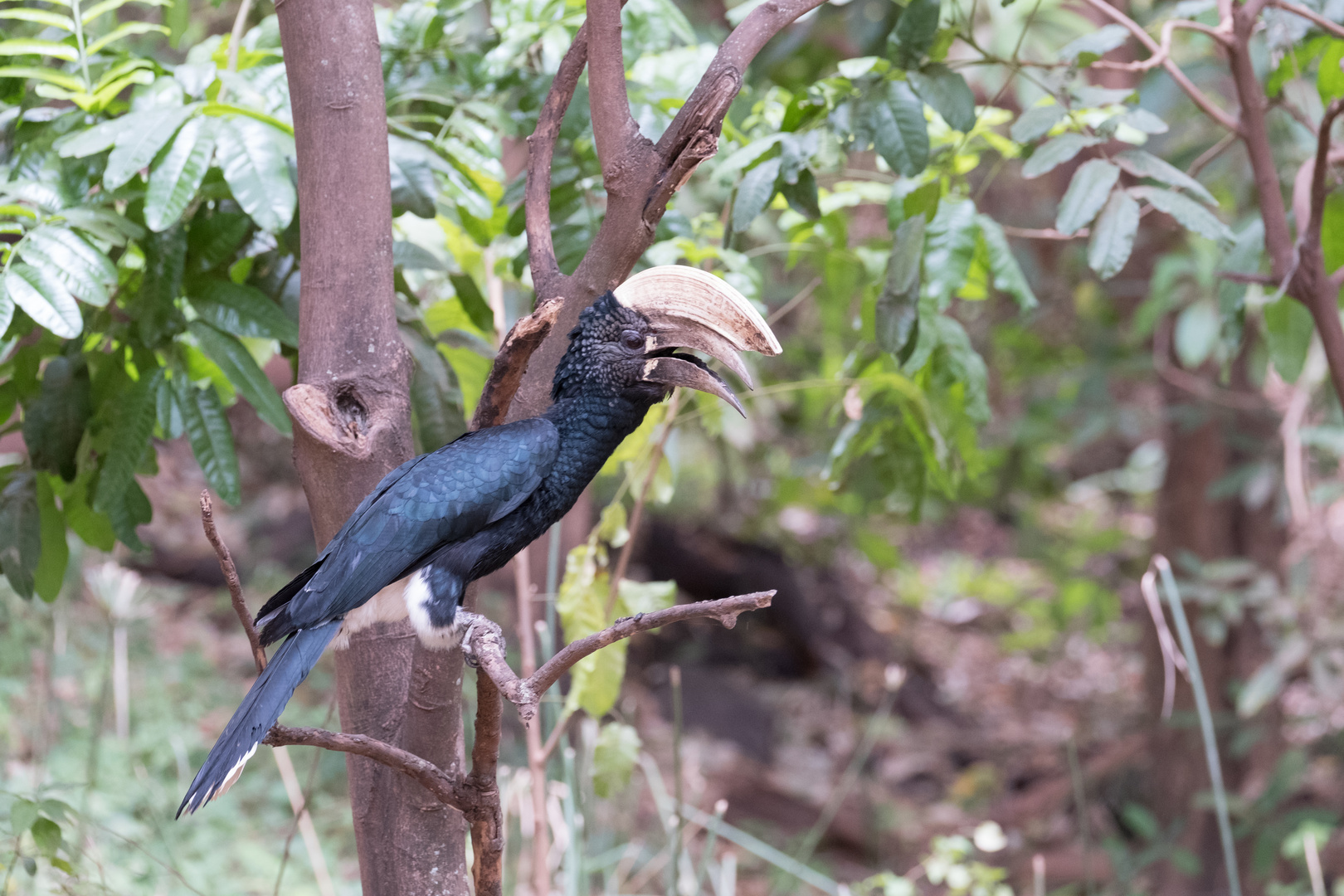 Silberwangenhornvogel