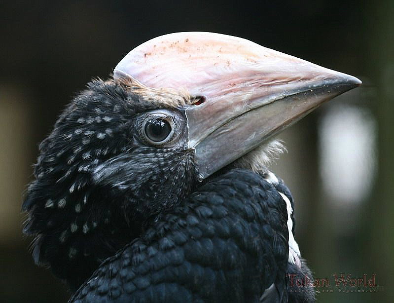 Silberwangenhornvogel 2Tage aus der Bruthöhle