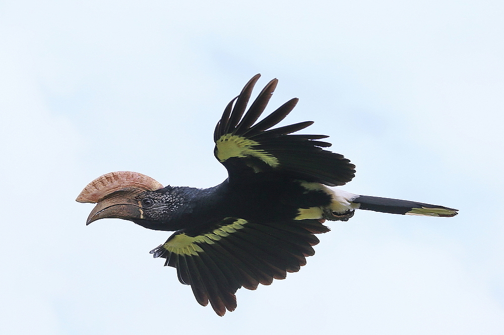 Silberwangenhornvogel