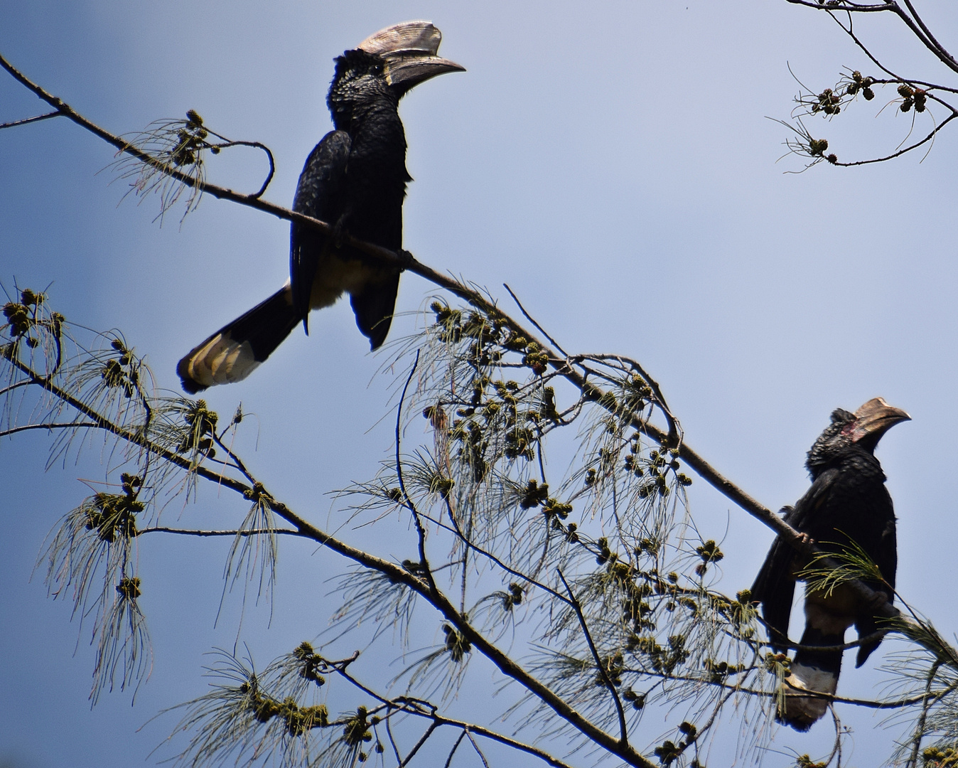 Silberwangenhornvogel