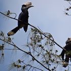 Silberwangenhornvogel