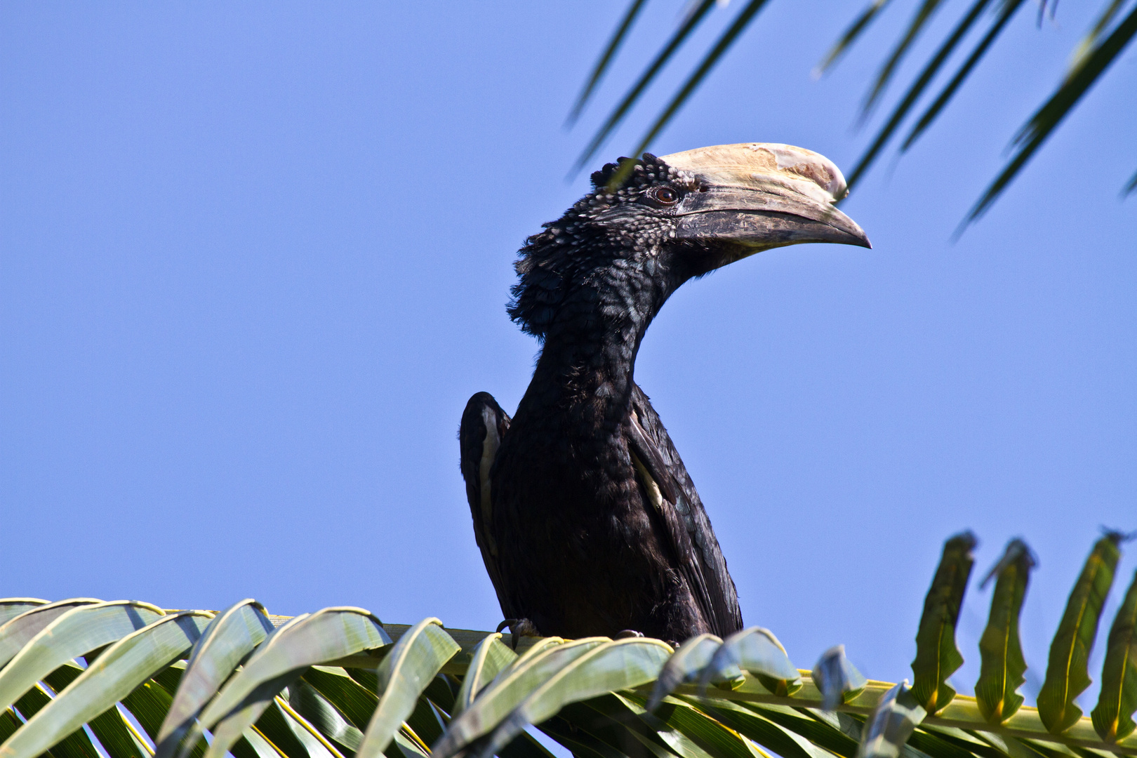 Silberwangenhornvogel Kenia
