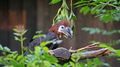 Silberwangenhornvogel Weibchen