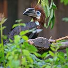 Silberwangenhornvogel Weibchen1