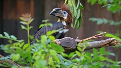 Silberwangenhornvogel Weibchen1