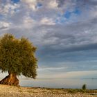 Silberweide am Bodensee