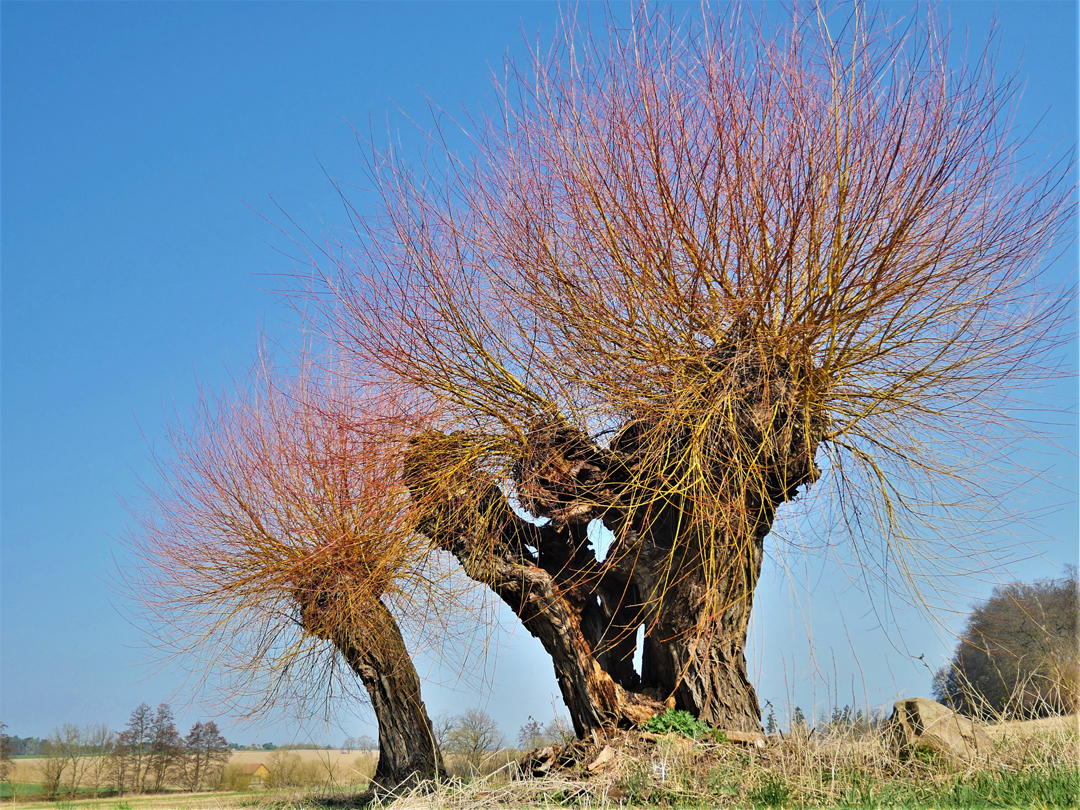 Silberweide - Salix alba 