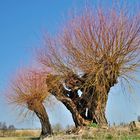 Silberweide - Salix alba 