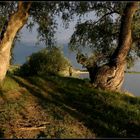 Silberweiden im Abendlicht.