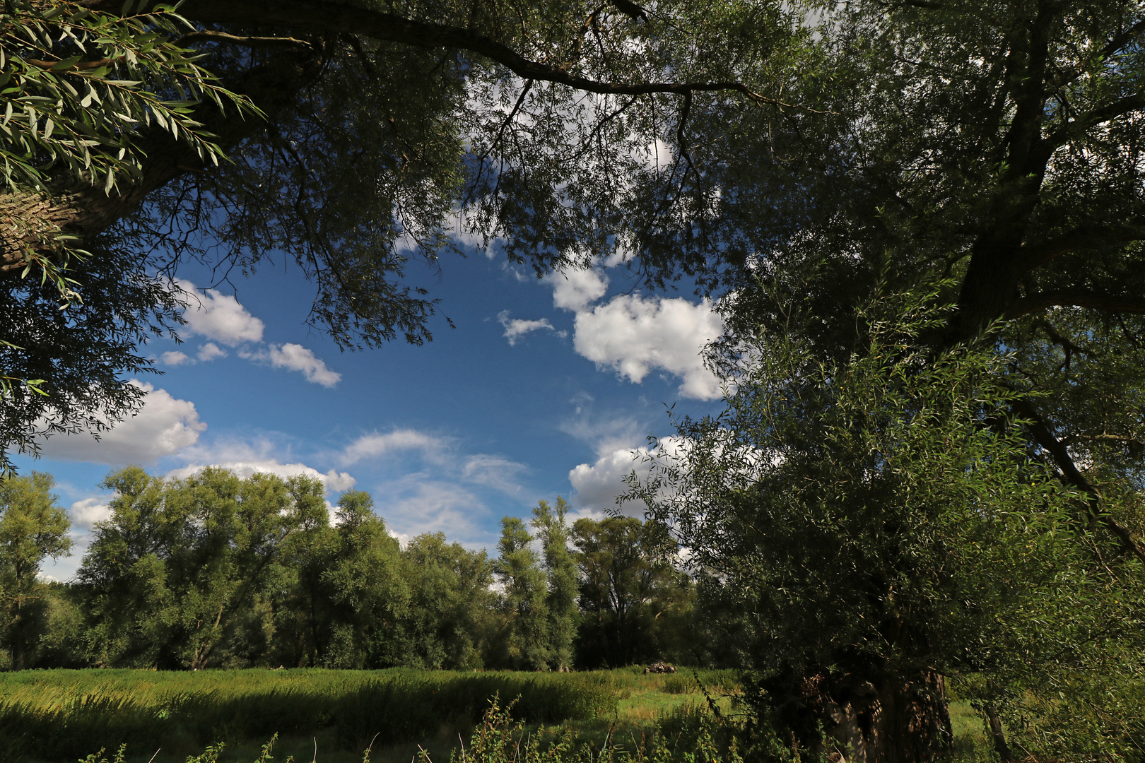 Silberweiden in der Aue