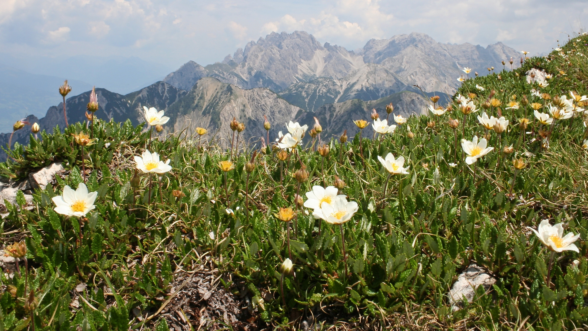 Silberwurz am Gailtaler Höhenweg (IMG_7703_ji)