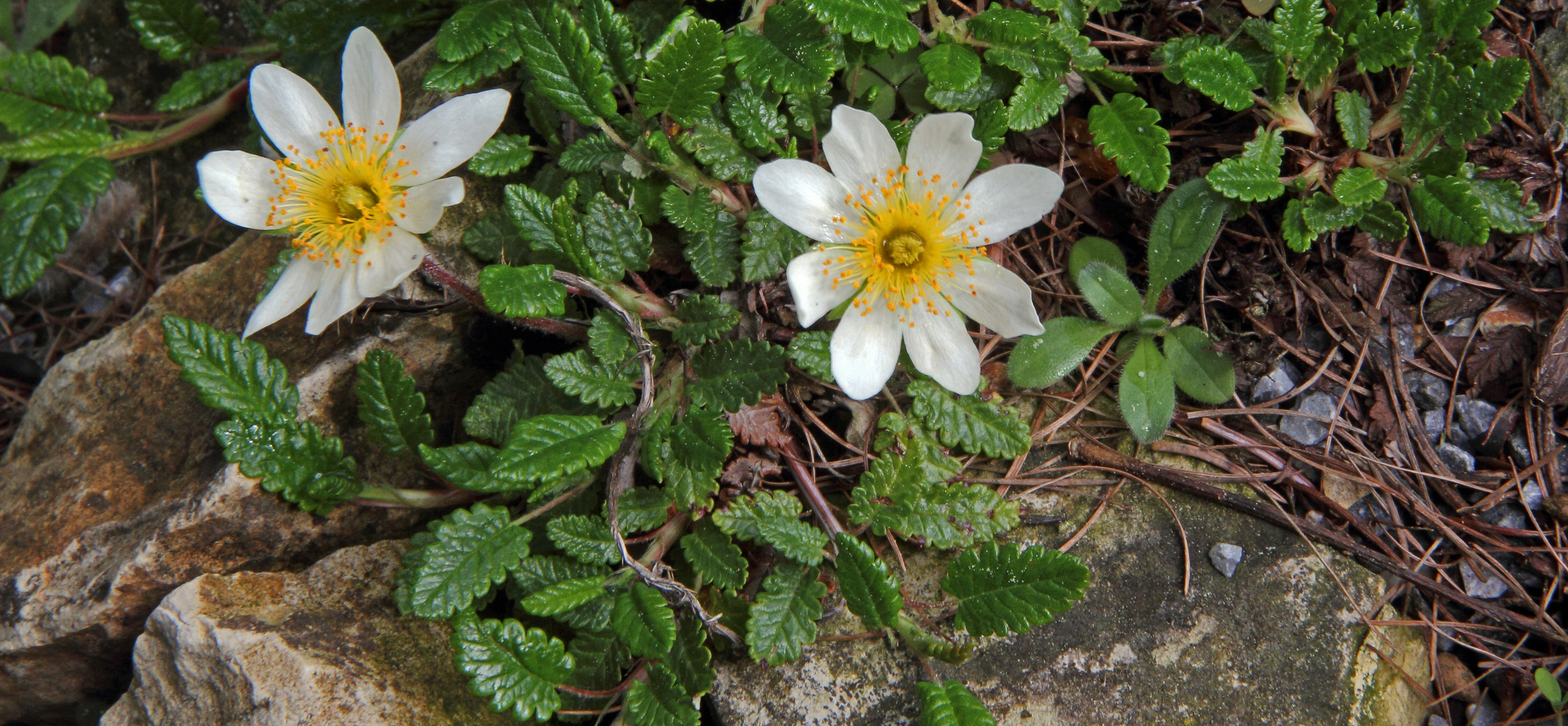 Silberwurz - Dryas octopetala