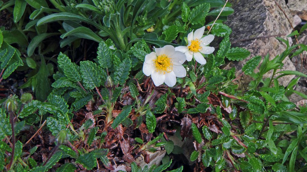 Silberwurz - Dryas octopetala...